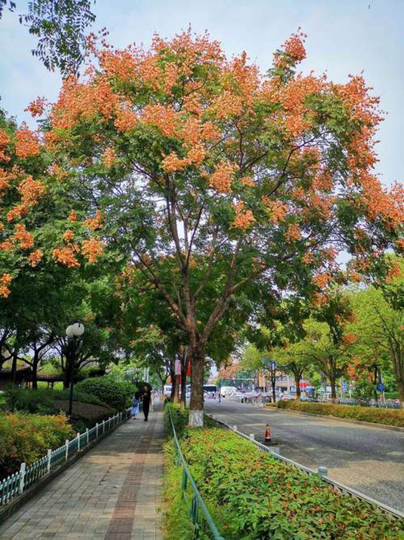 栾树