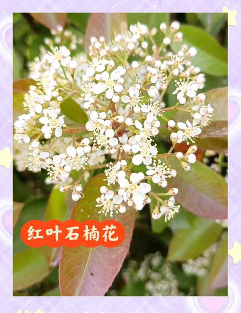 红叶石楠：都市绿意新名片