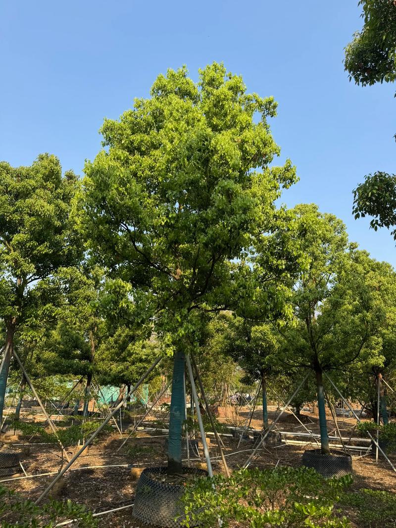 草坪种植